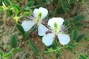 Flor del alcaparro 