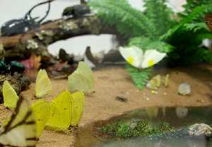 Mariposas, recreacin de ecosistema-planta segunda-