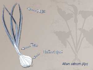 Ilustracin descriptiva de la planta 