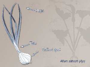 Ilustración descriptiva de la planta [Ajo]