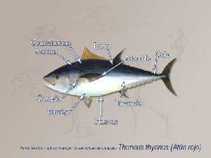 Esquema sobre las partes del atn rojo [Atn]