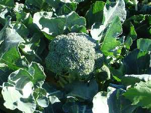 Detalle de la planta de brócoli 