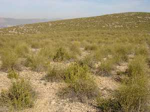 Hbitat natural del tomillo en zona de sierra [Tomillo].JPG