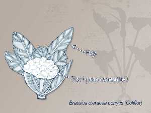 Ilustracin descriptiva de la planta [Coliflor]