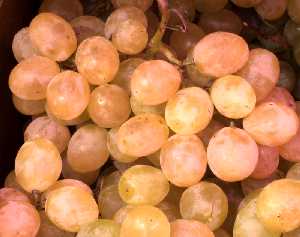 Detalle de uvas de mesa blanca 