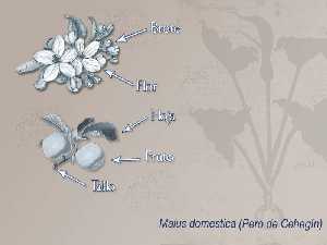 Ilustracin descriptiva de la planta [Pero de Cehegn]