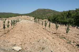 Plantacin experimental del IMIDA con rboles de diferentes aos 