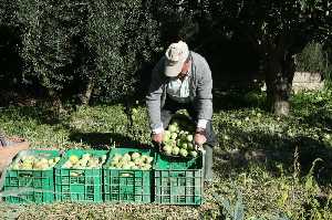 Agricultor durante la recoleccin manual de peros 