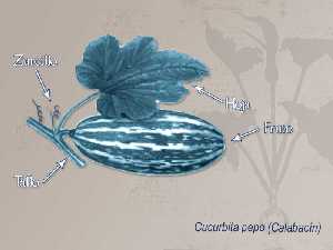 Ilustracin descriptiva de la planta de calabacn [Calabaza, Calabacn y Calabaza Totanera ]