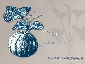 Ilustración descriptiva de la planta de calabaza [Calabaza, Calabacín y Calabaza Totanera ]