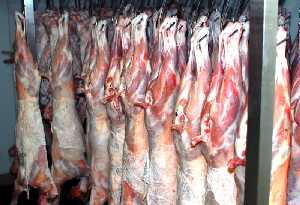Corderos enteros almacenados en las cmaras del matadero 