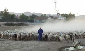 Rebaño tradicional de Corderos Segureños con pastor 