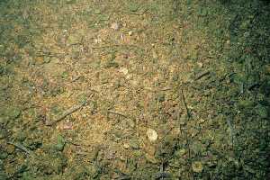 Figura 5. Fondo detrtico a base de restos orgnicos y algas coralinceas - Juan Carlos Calvn