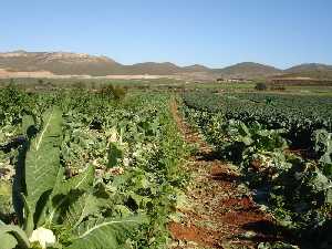 Plantacin recin cultivada de coliflores [Coliflor]