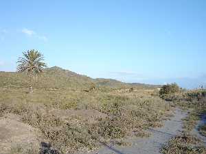 Hbitat natural del romero en zona de costa 