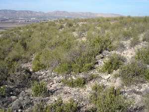 Hbitat natural del romero en zona de sierra 