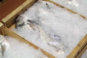 Doradas frescas conservadas en hielo en la lonja de pescado [Dorada]