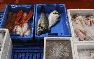Diferentes piezas de pescado fresco, con dos piezas de dorada y lubina (caja azul) 