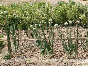 Planta de cebolla en flor en una huerta tradicional 