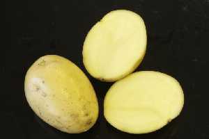 Morfología de la patata 