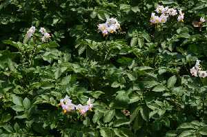 Planta de la patata en flor 