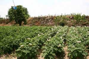 Plantación de patatas [Patatas]