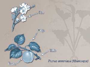 Ilustracin descriptiva de la planta [Albaricoque]
