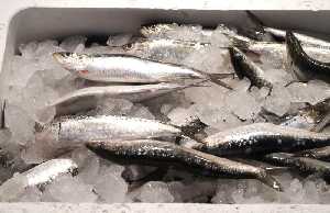 Sardinas frescas en el mercado [Sardina]