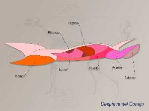 Detalle del despiece de un conejo 