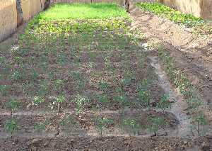 Huerta con rbanos y otras verduras [Rbano]