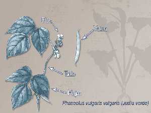 Ilustracin descriptiva de la planta 