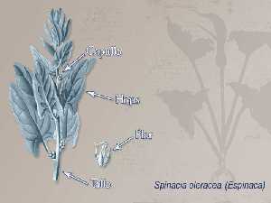 Ilustración descriptiva de la planta 