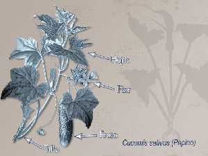 Ilustracin descriptiva de la planta [Pepino]