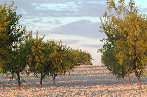 Campo de ciruelos [Ciruela]
