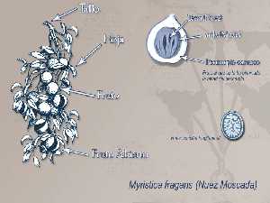 Ilustracin descriptiva de la planta 