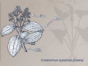 Ilustracin descriptiva de la planta 