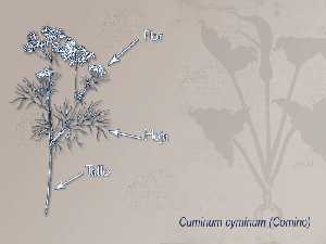 Ilustracin descriptiva de la planta 