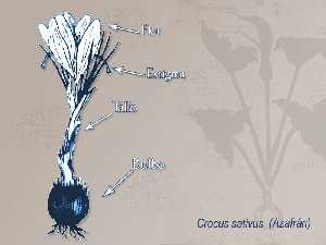 Ilustración descriptiva de la planta [Azafrán]