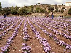 Plantacin de azafrn en flor [Azafran]