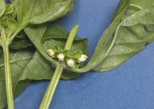 Detalle de flor de la albahaca 