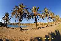 Figura 20. Playa de Percheles, con su peculiar fila de palmeras