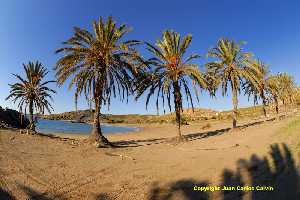 Figura 20. Playa de Percheles, con su peculiar fila de palmeras