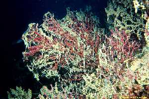 Figura 5. Impacto en la comunidad de coralígeno