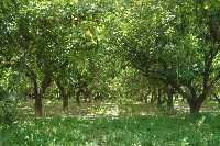 Huerta de Alcantarilla