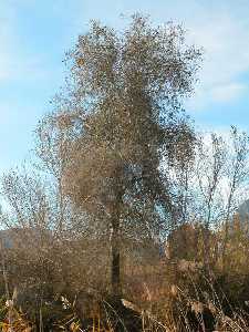 Populus alba. Ejemplar situado en la ribera del Segura, en el paraje de El Horno