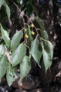 Hojas de almez (Celtis australis)