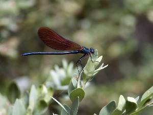 Caballito del diablo (Calopteryx sp.)