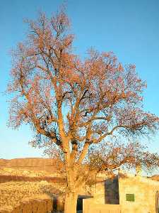 Fraxinus angustifolia. Fresno situado en el km 2 de la antigua carretera Cieza-Calasparra, municipio de Cieza.