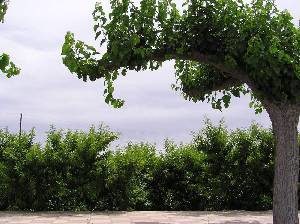 Cultivos Junto a la Acequia 