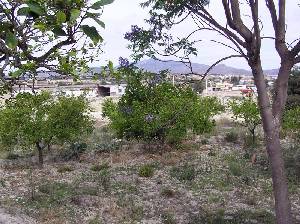 Jacarandas y Limoneros 